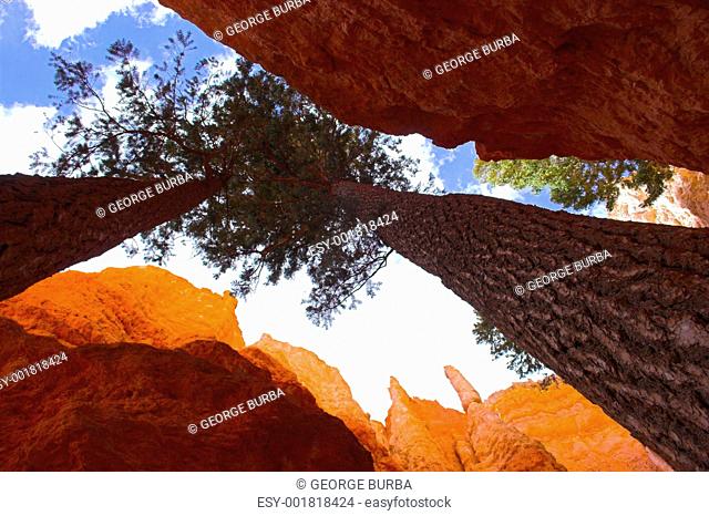 Cedars of red mountains