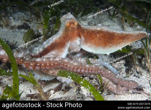 Octopus, Octopus sp, prominent white stripe through centre, Mabul, Sabah, Malaysia, Borneo