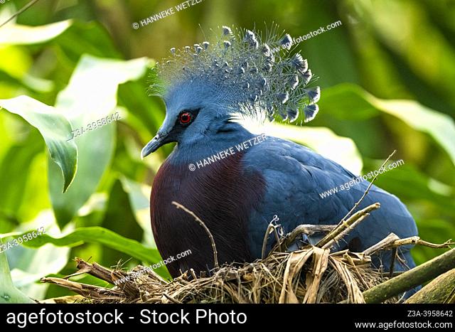 The Victoria crowned pigeon (Goura victoria) is a large, bluish-grey pigeon with elegant blue lace-like crests, maroon breast and red irises