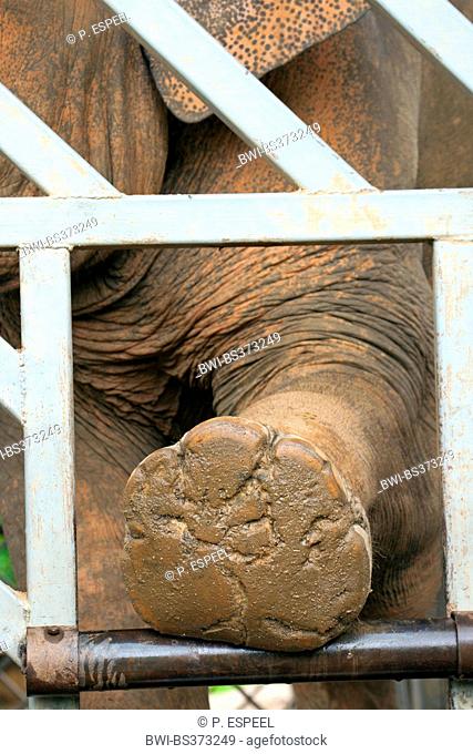 Asiatic elephant, Asian elephant (Elephas maximus), holding the foot through the grid, pedicure, Thailand, Elephant Nature Park, Chiang Mai
