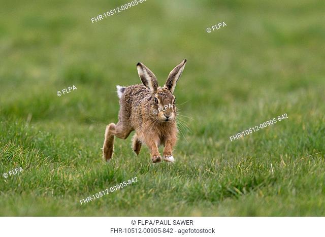 European Hare (Lepus europaeus) adult male, running in grass field, Suffolk, England, March
