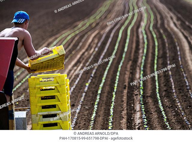 A worker holding a basket with lettuce seedlings in a field near Frankfurt am Main, Germany, 15 August 2017. Photo: Andreas Arnold/dpa