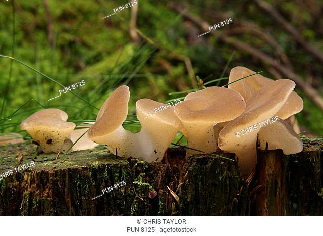 A group of jelly tongue fungi Pseudohydnum gelatinosum growing on a tree stump in woodland