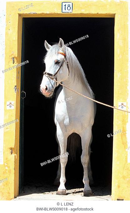 Lusitanian horse Equus przewalskii f. caballus, stallion in stable, Portugal