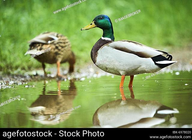 Mallard or wild duck (Anas platyrhynchos) couple at a puddle, Bavaria, Germany, Europe