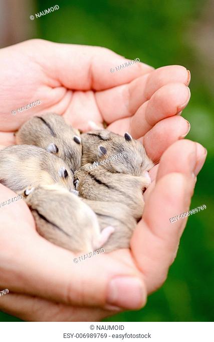 Close-up of baby hamsters being held in hands