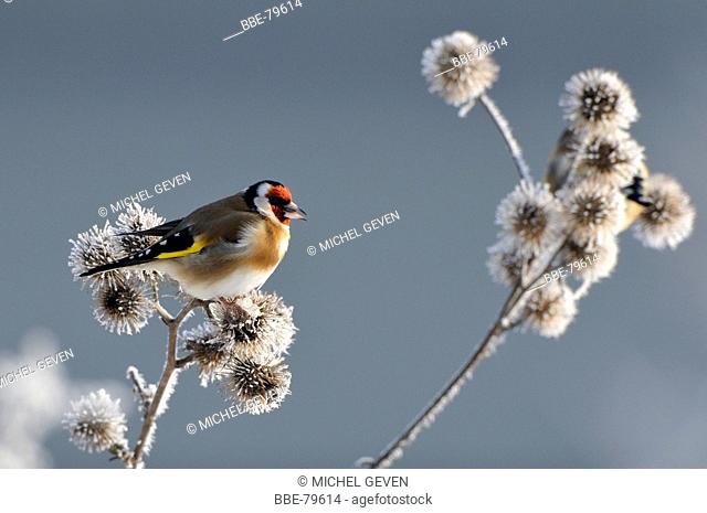 Goldfinch feeding on seeds of the Greater burdock covered with hoar-frost