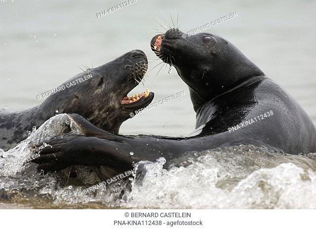 Grey Seal Halichoerus grypus - Germany, Europe