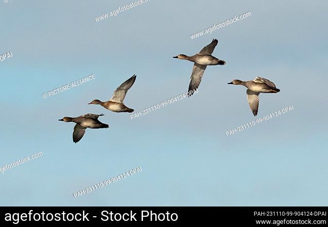 07 November 2023, Brandenburg, Trebbin: 07.11.2023, Trebbin. Three male gadwalls and a female (second fron left) gadwall (Mareca strepera) fly in the sky above...