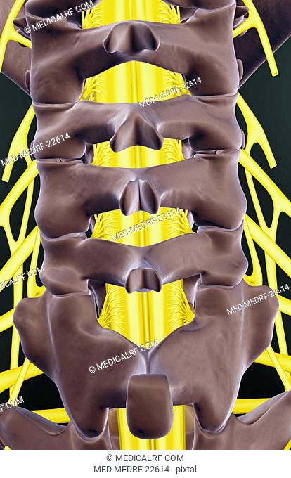 The nerves of the neck