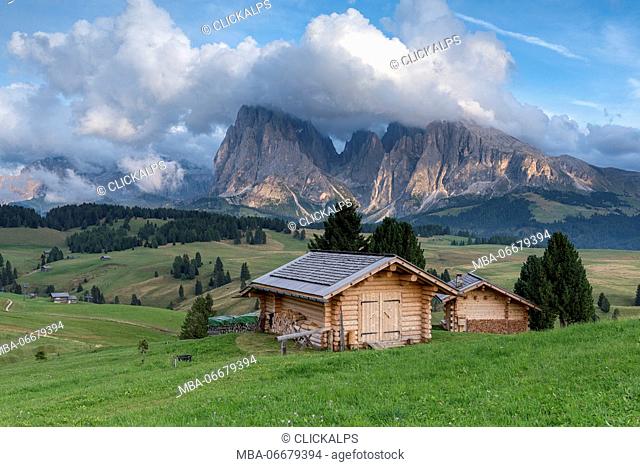 Alpe di Siusi/Seiser Alm, Dolomites, South Tyrol, Italy. View from the Alpe di Siusi to the peaks of Sassolungo/Langkofel and Sassopiatto / Plattkofel