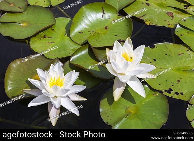 Nymphaea alba - Waterlily flowers with insect damage and rust spots on pond surface in summer, Montreal, Quebec, Canada