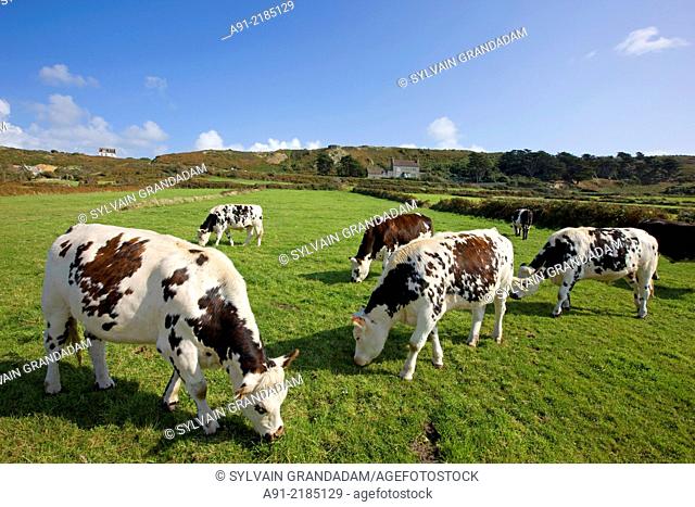 France, Normandy, Cotentin, La Hague district, along the the coastal path GR223, village of Auderville, normand cows grazing