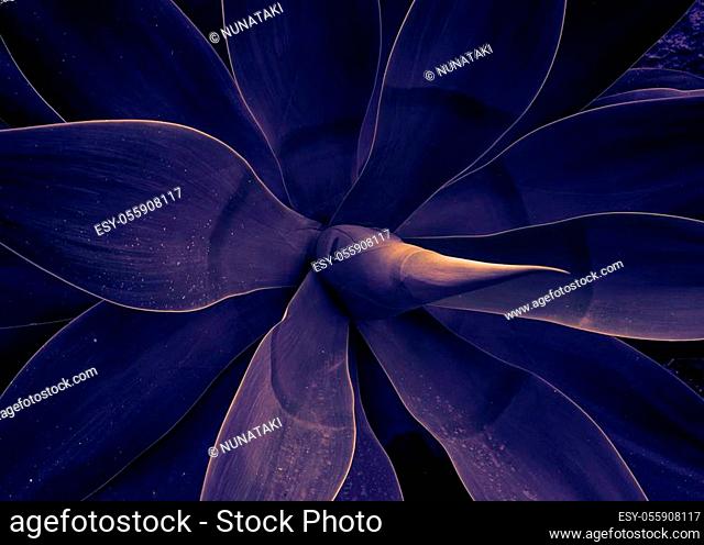 Mystical plant of agave trendy toned ultraviolet, template pattern background. Close up the agave plant Agave Attenuata blue fox tail plant
