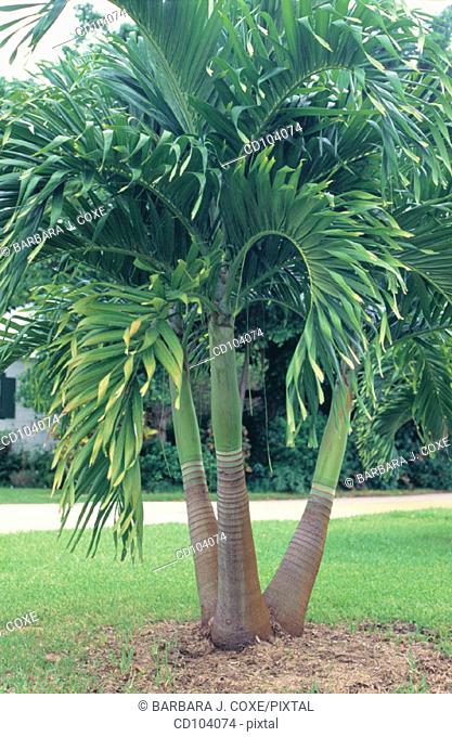 Christmas Palm (Veitchia merrillii)