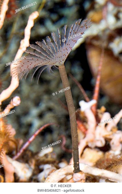 peacock worm, peacock feather-duster worm (Sabella pavonina), side view