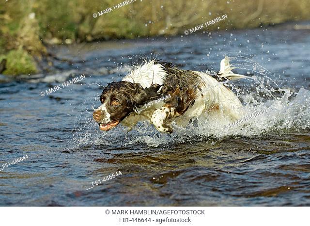 English Springer Spaniel dog running energetically through water. UK
