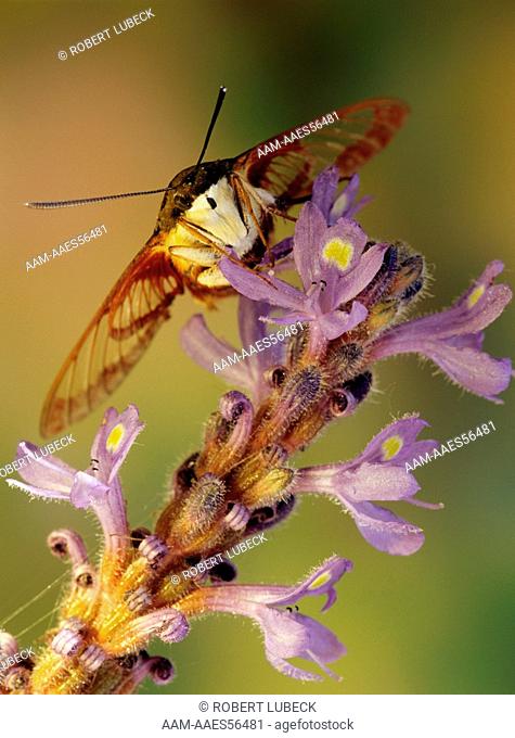 Hummingbird Moth (Hemaris thysbe) on Pickerelweed (Pontedaria cordata), Summer Adirondacks, NY