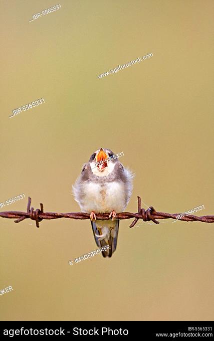 Sand martin (Riparia riparia), juvenile, yawning, perched on rusty barbed wire, Minsmere RSPB Reserve, Suffolk, England, United Kingdom, Europe