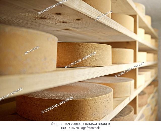 Storing mountain cheese, Steinbergalm, Inneralpbach, Alpbach, Tyrol, Austria