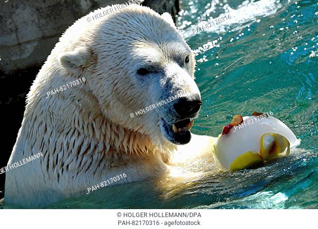 Nanuq the polar bear shakes holds an ice cream cake filled with codliver oil and fruit in its paws in a basin at the zoo in Hanover,  Germany, 20 July 2016