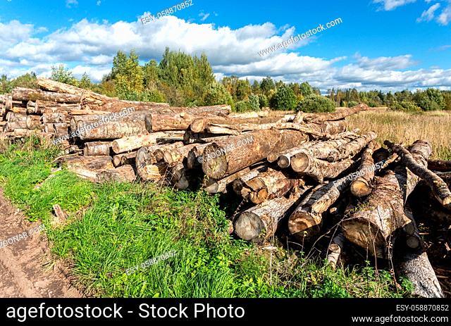 Cut tree logs piled up near a forest road in sunny summer day. Deforestation environmental problem
