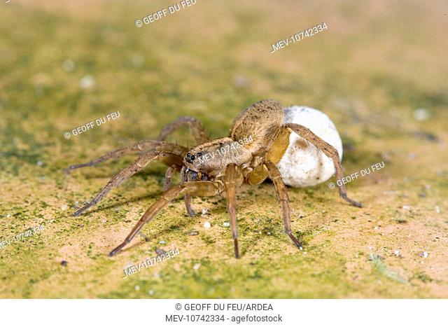 Wolf Spider With egg sac