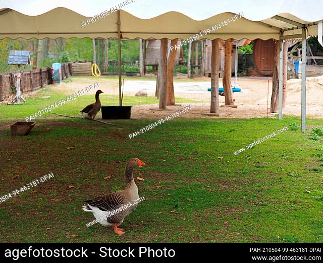 04 May 2021, Brandenburg, Potsdam: Two Pomeranian geese graze in the beer garden of the brewery in Potsdam's Forsthaus Templin under a tent roof where guests...