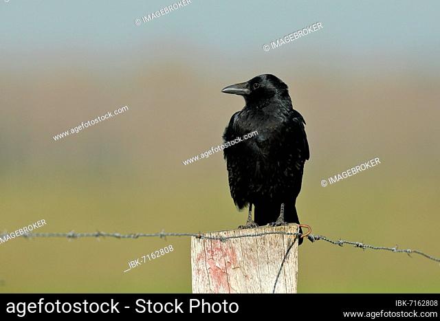 Carrion crow (Corvus corone), sitting on a fence post, Lower Rhine, North Rhine-Westphalia, Germany, Europe