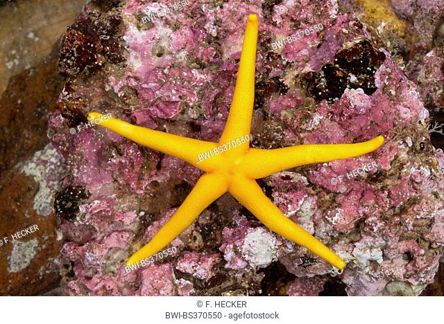 Atlantic Blood Star, Slender sea star, Polar slender sea star, Blood star, Bloody Henry, Northern Henricia, Blood starfish (Henricia spec