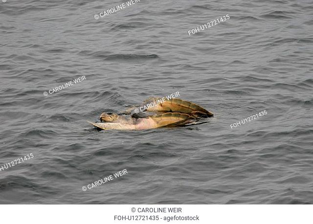 Mating pair of Olive Ridley turtles at surface Lepidochelys olivacea Angola, West Africa