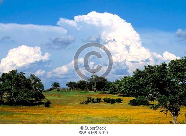 usa, texas, near willow city, pasture, windmill, indian blanket & bitterweed, cumulus clouds