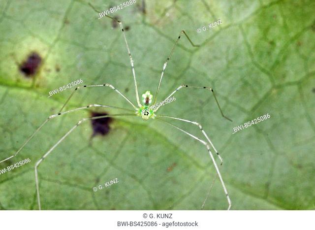 vibrating spider (Pholcidae), on a leaf, Costa Rica