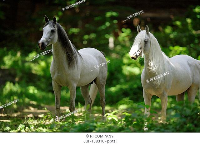 two Arabian horses - portrait