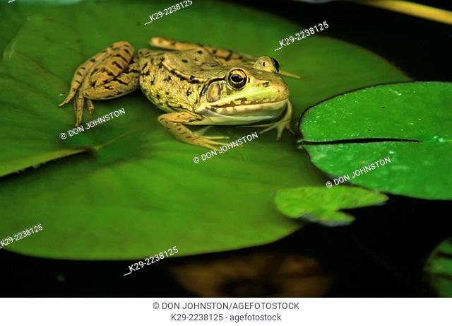 Mink frog (Rana septentrionalis), Greater Sudbury, Ontario, Canada