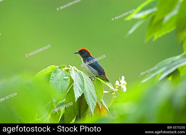 Scarlet-backed Flowerpecker (Dicaeum cruentatum) adult, perched on tree in tropical forest, Chaloem Phrakiat N. P. Thailand