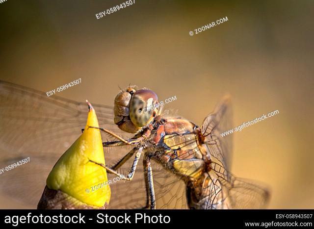 Beautiful macro of the dragonfly sitting on a twig. A dragonfly is an insect belonging to the order Odonata, infraorder Anisoptera
