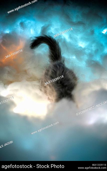 curious young kitten digging in colorful clouds sticking head into it with tail looking up