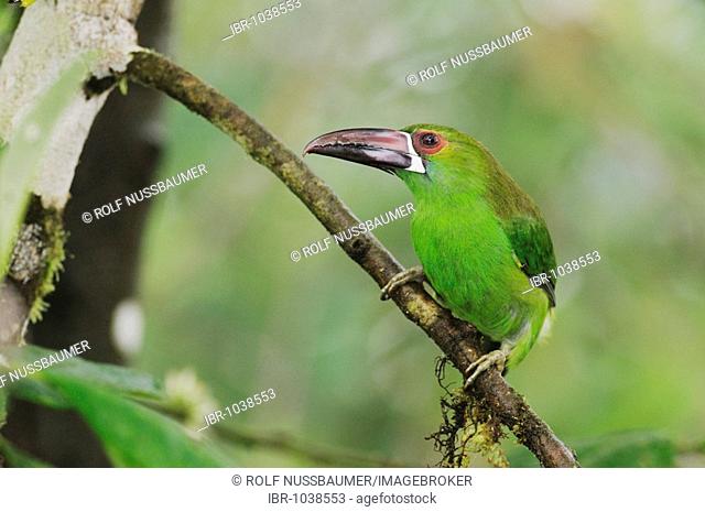 Crimson-rumped Toucanet (Aulacorhynchus haematopygus), adult perched in cloud forest rainforest, Mindo, Ecuador, Andes, South America