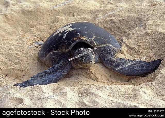 Loggerhead Sea Turtle (caretta caretta), Female covering Eggs with Sand after Laying, Australia, Oceania