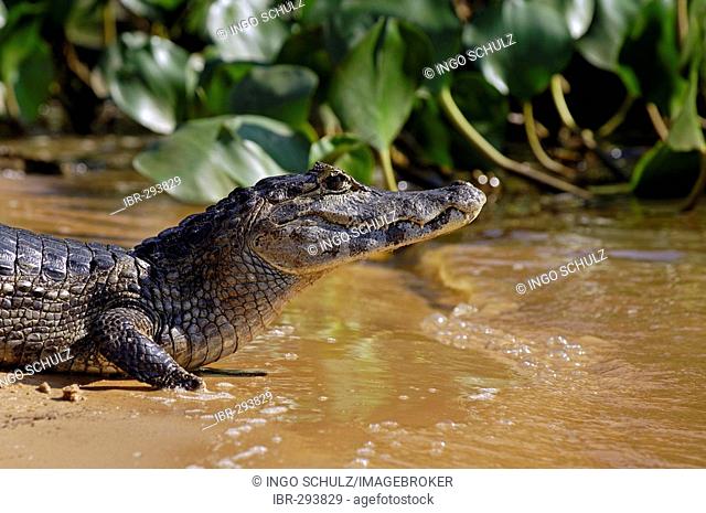 Caiman crocodylus, Pantanal , Brasil