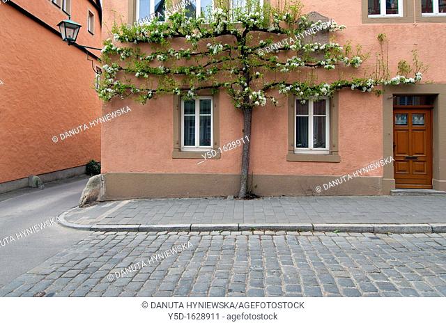 overgrown building facade, Rothenburg ob der Tauber, Germany, Europe