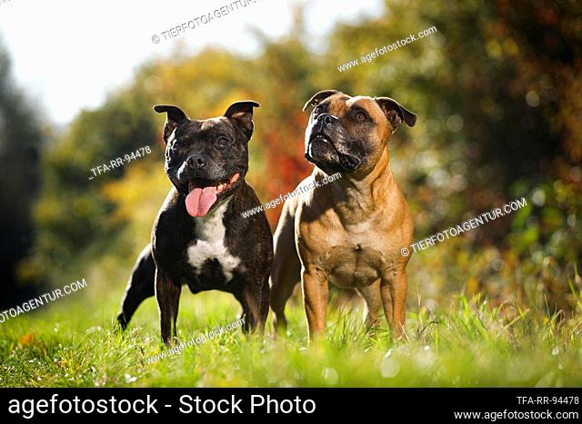 2 Staffordshire Bull Terrier