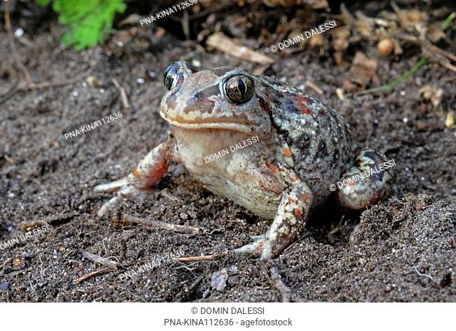 Common Spadefoot Toad Pelobates fuscus - Hungary, Europe