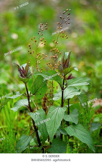 common figwort, knotted figwort (Scrophularia nodosa), with druits of the year before, Germany, Bavaria, Oberbayern, Upper Bavaria