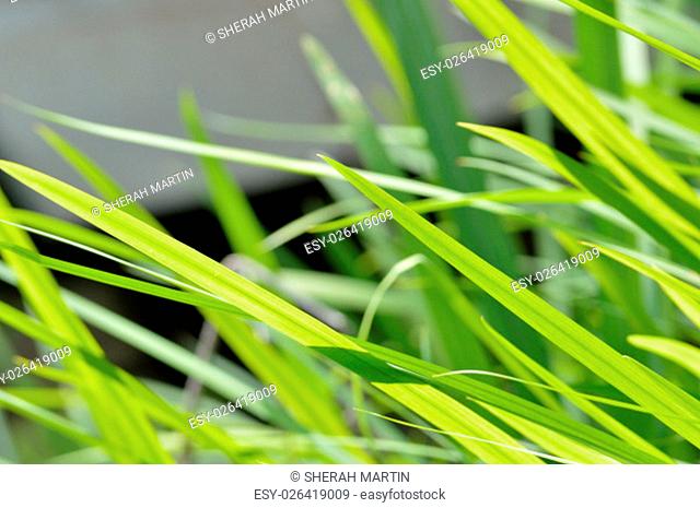 Bright neon green wild lily grass blowing in the wind against a white and black background, all in bright mid-day sun