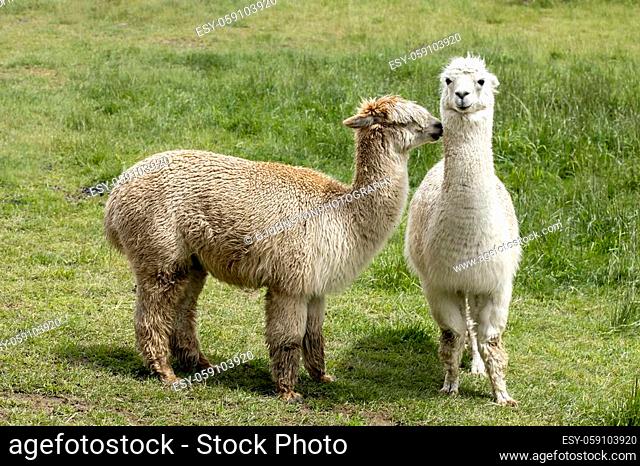 A couple of alpacas standing in a grassy pasture near Coeur d'Alene, Idaho
