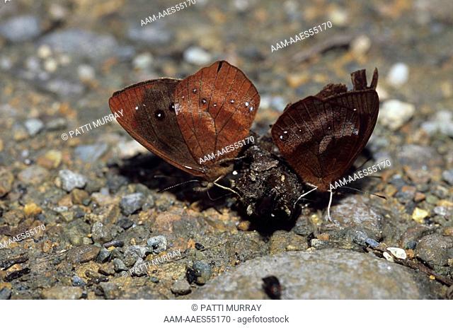 Satyr or Brown Butterflies, males feeding on Dung (Lymanopoda dietzi), Cloud Forest, Ecuador