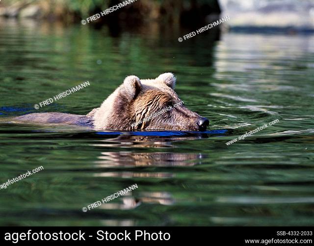 Female brown bear fishing for salmon in Big River Lakes near the mouth of Wolverine Creek, Redoubt Bay State Critical Habitat Area, Alaska