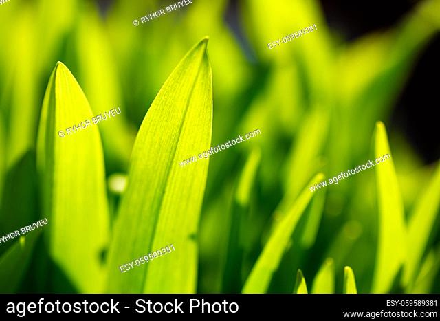 Fresh spring green. Green leaves, grass background